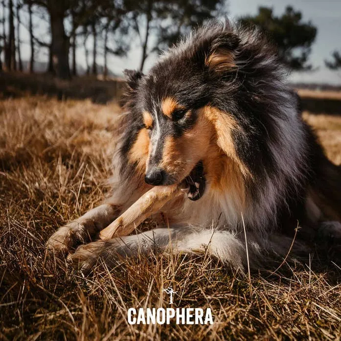 Canophera LLC Stick Coffee Wood Dog Chew