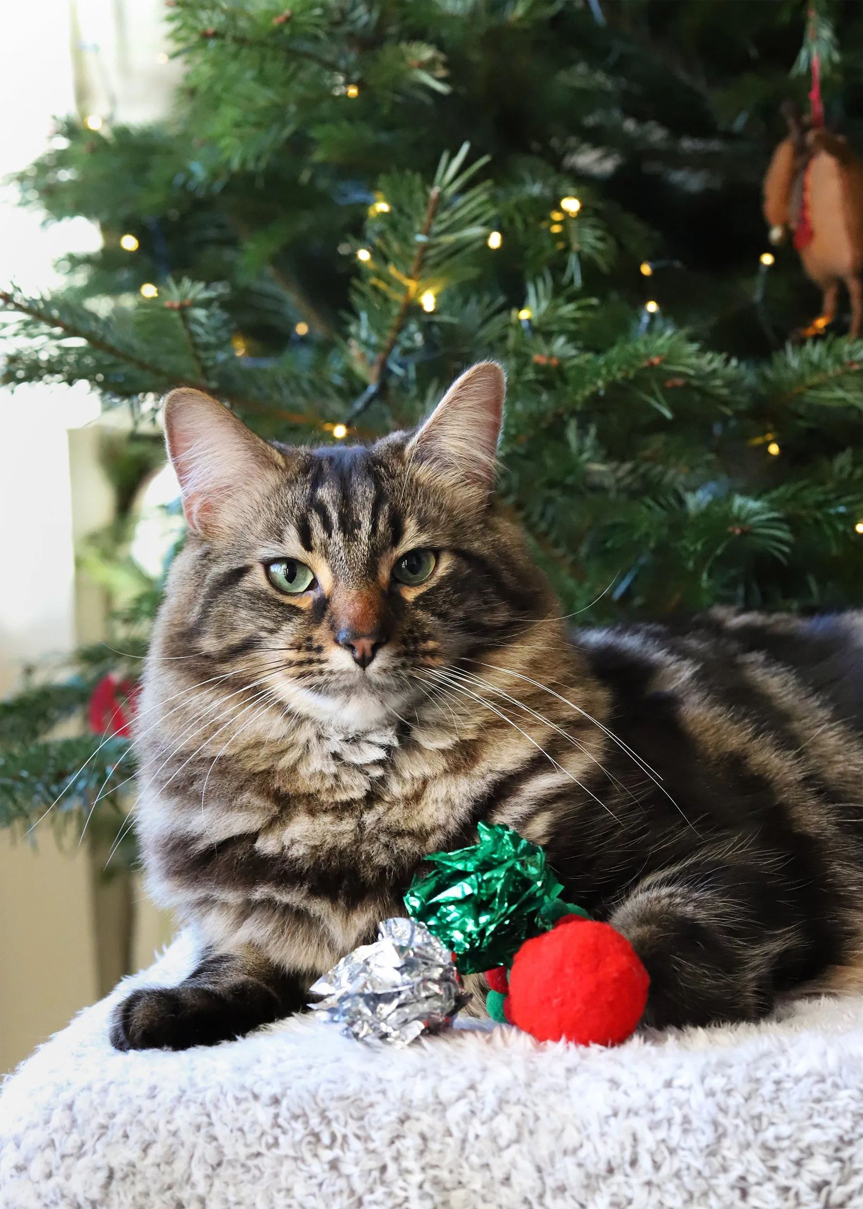 Christmas Cat Toy Stocking by Cupid & Comet