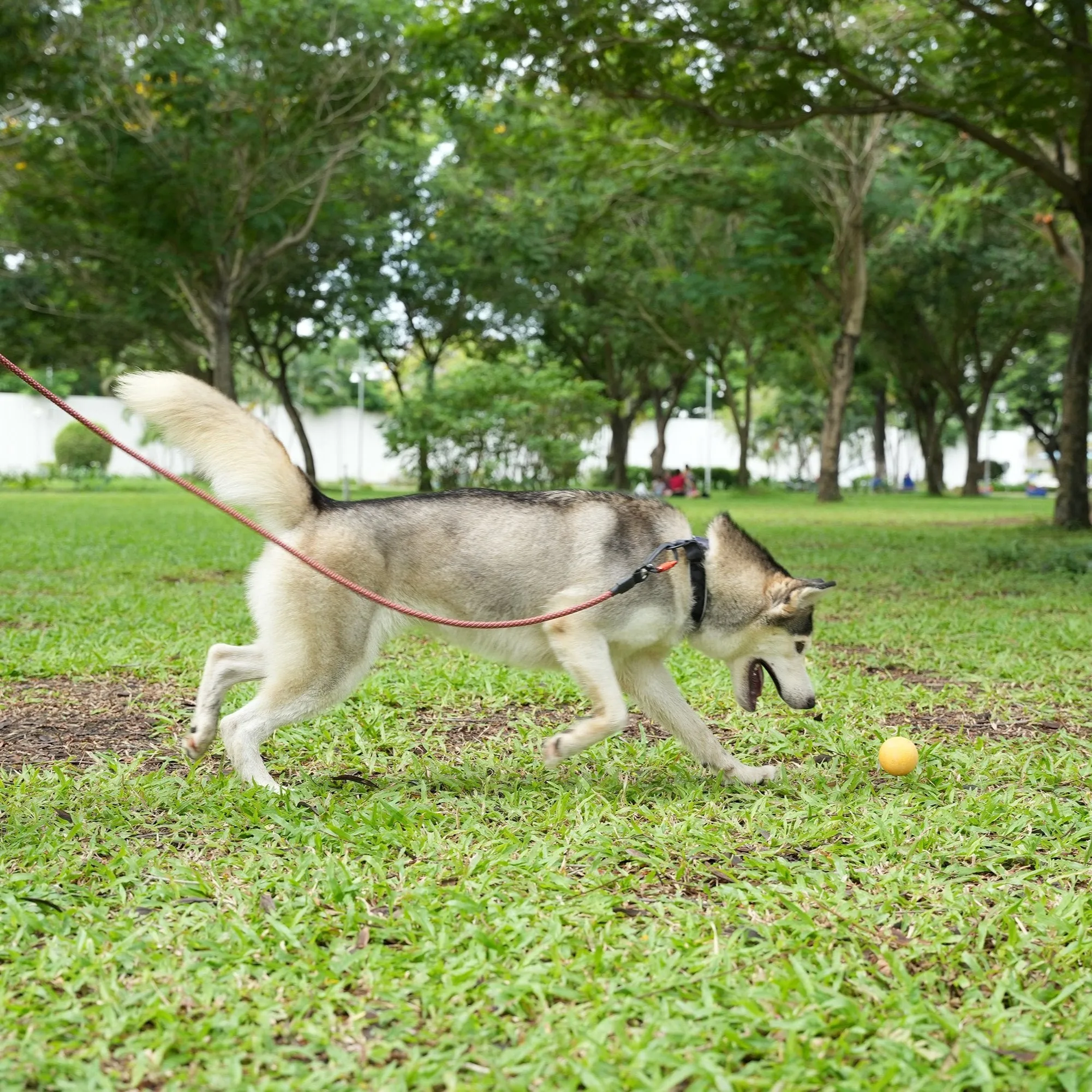 Mountain Leash | Rope Dog Leash