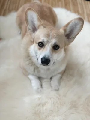 Natural Sheepskin Rug for Pet