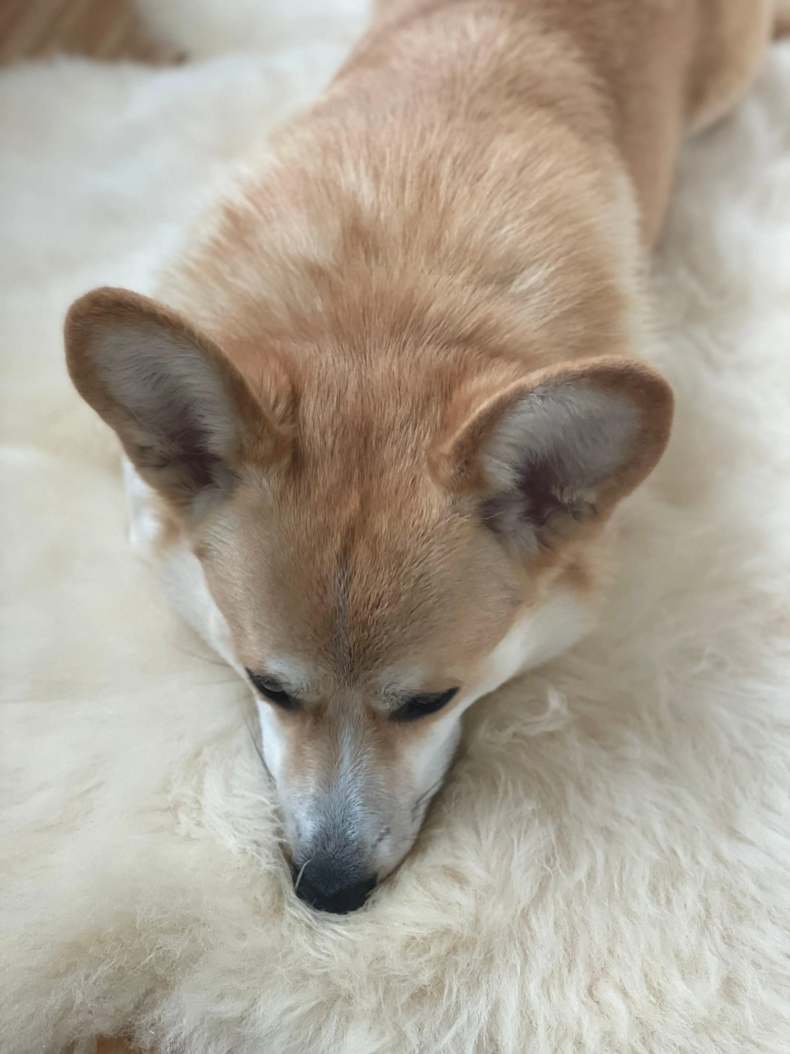 Natural Sheepskin Rug for Pet