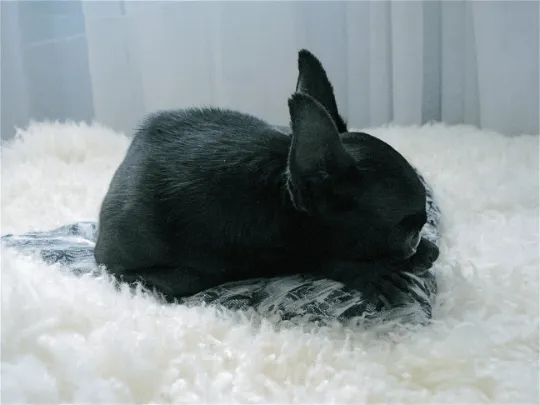 Natural Sheepskin Rug for Pet